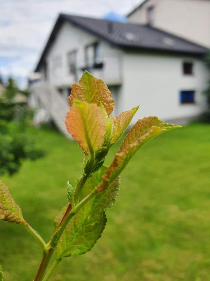 Pokoje Przy Zamku Podzamcze  Bagian luar foto